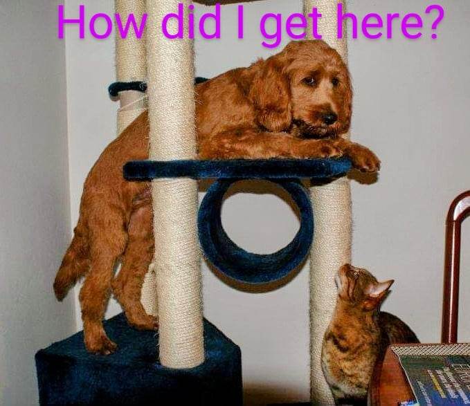 dog stuck in a cat tree