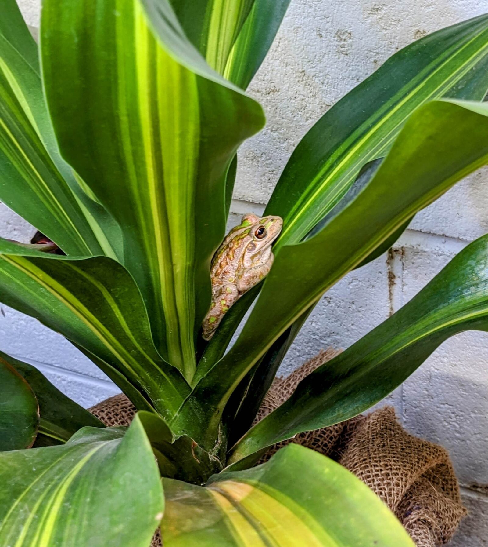 motorbike frog