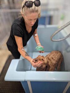 woman bathing her dog