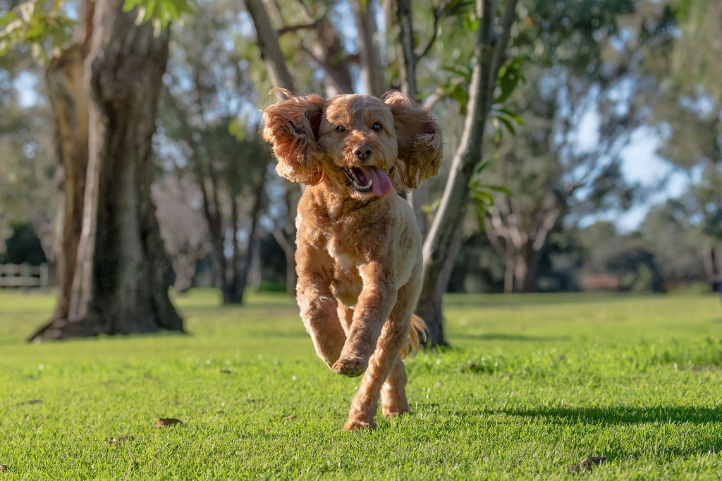 dog running in the park