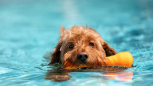dog in a hydrotherapy pool