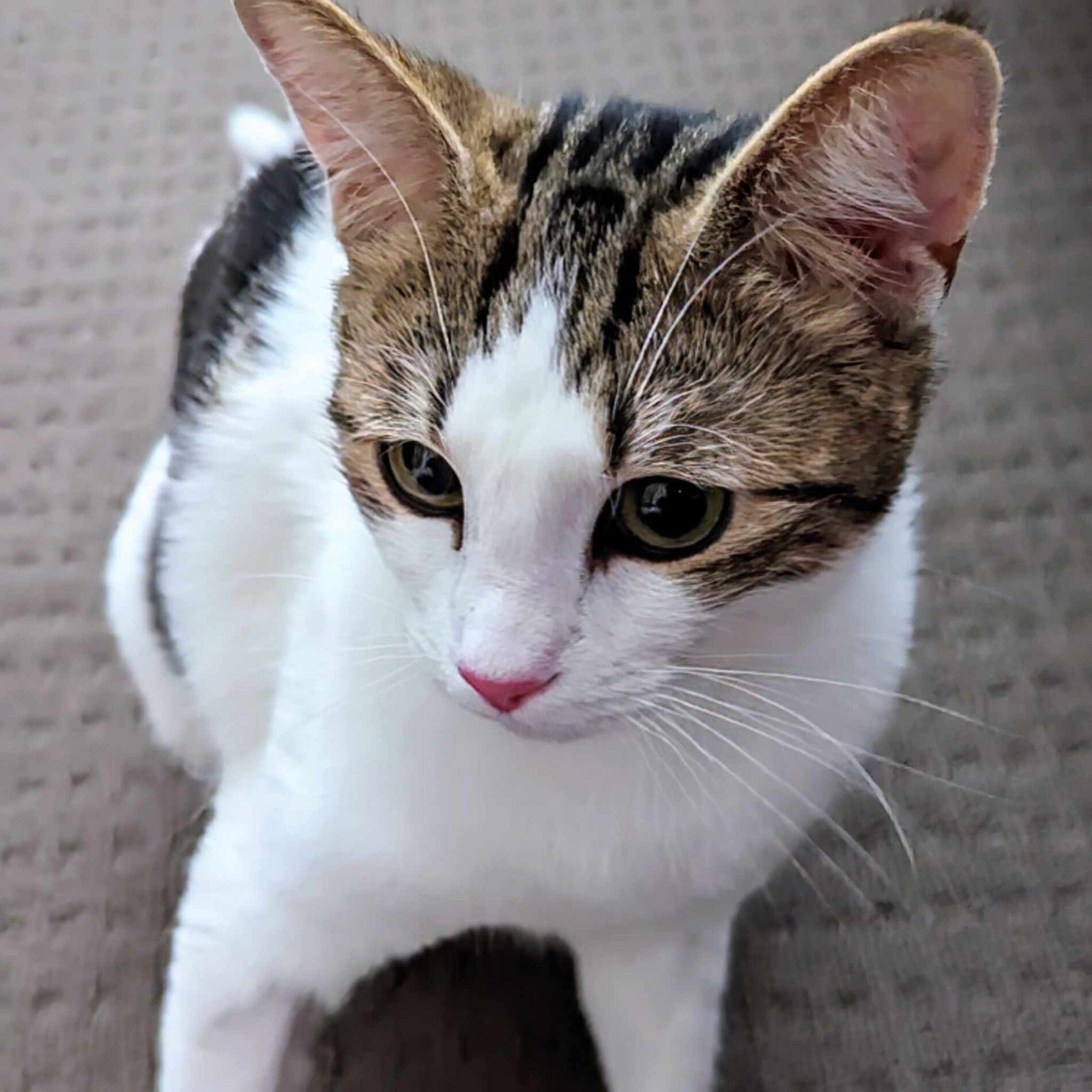 photo of a Calico cat