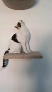 cat on a wall climber