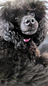 picture of a black toy poodle